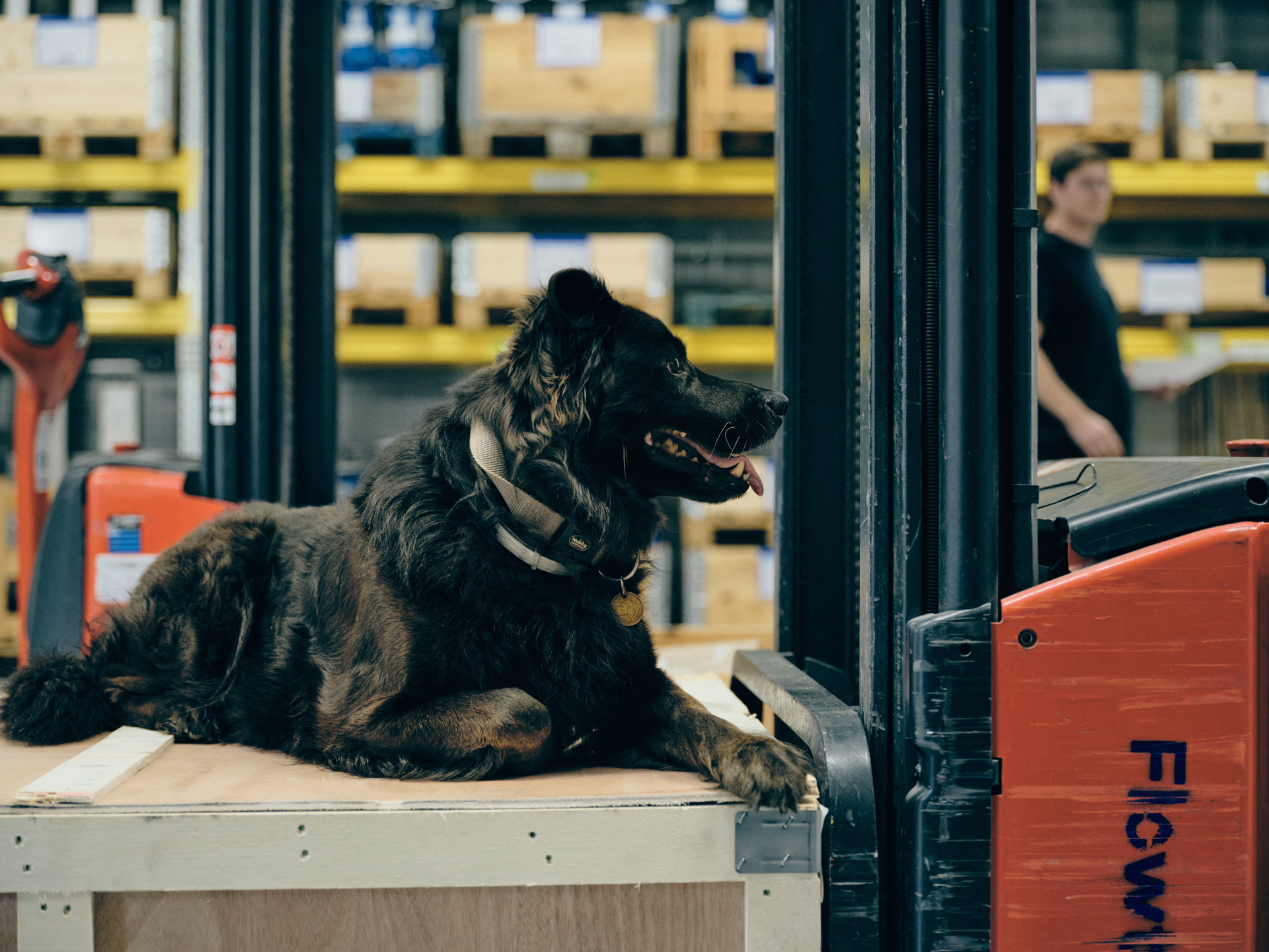 Bürohund bei Flowtec Industrietechnik auf einem Podest im Lagerbereich